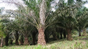 Plantacion-palma-africana-aceitera