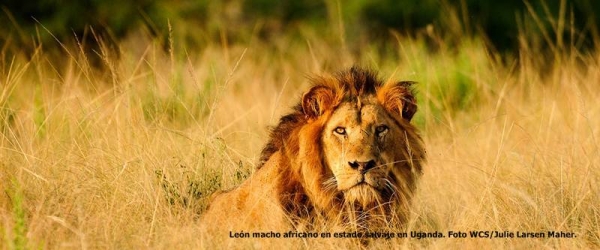 León macho africano en estado salvaje en Uganda