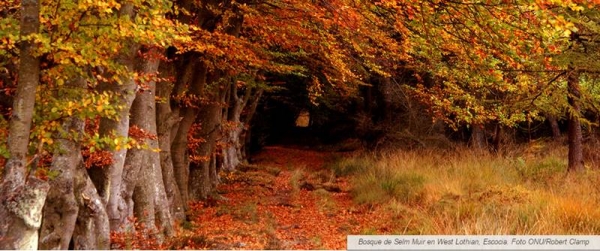 Bosque de Selm Muir en West Lothian, Escocia